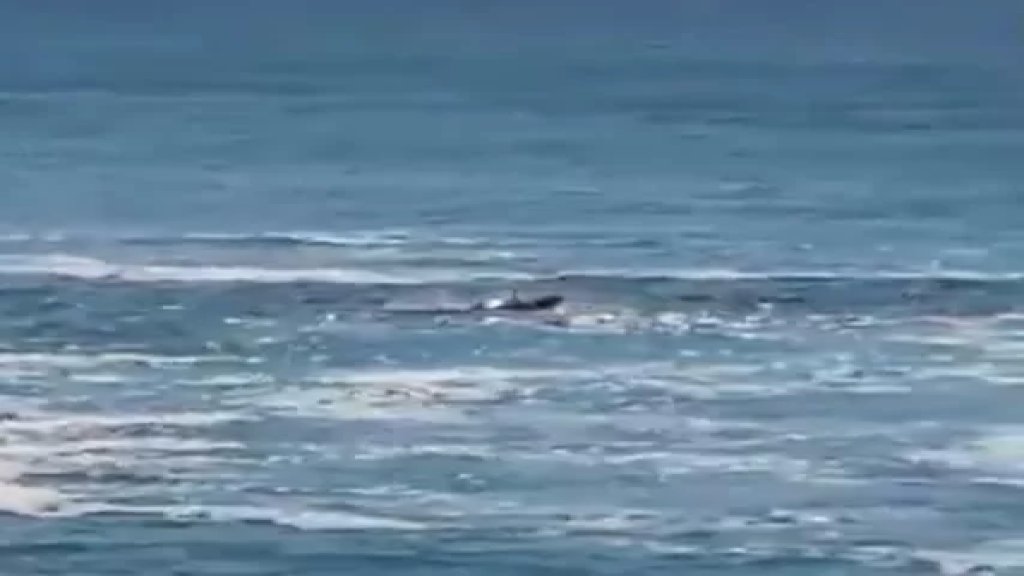 أسماك القرش تهاجم غواصًا إسرائيليًا في أحد شواطئ حيفا