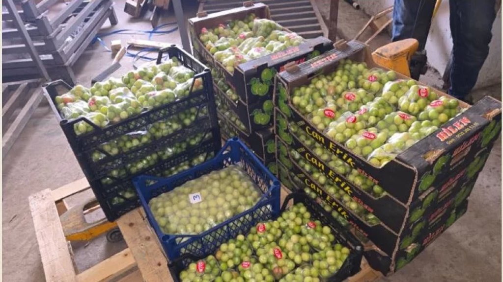 آخر صيحات التهريب في لبنان.. مانغا وتفاح وجنارك!