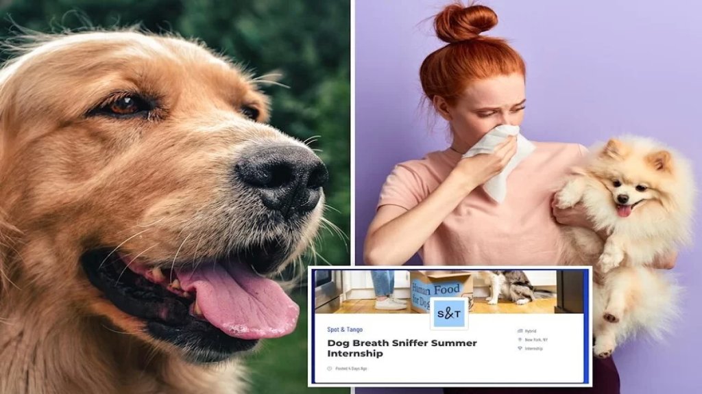أغرب وظيفة في العالم.. شركة متخصصة في رعاية الحيوانات الأليفة تبحث عن متدرب لشم أنفاس الكلاب براتب يصل 25 دولار في الساعة!