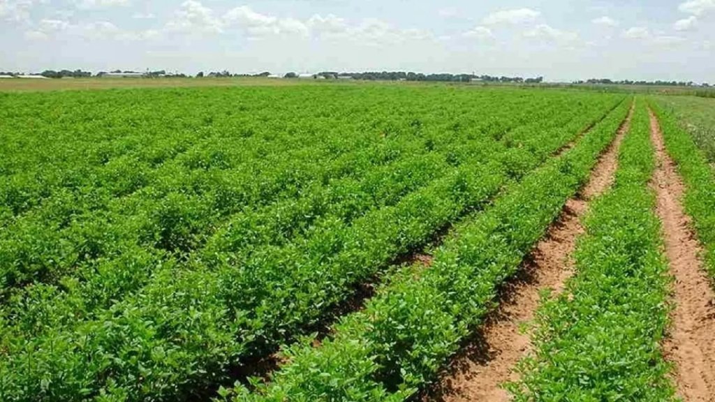 وزير الزراعة: بات بإمكان المزارعين الجنوبيين دخول أراضيهم الحدودية لجني محاصيلهم