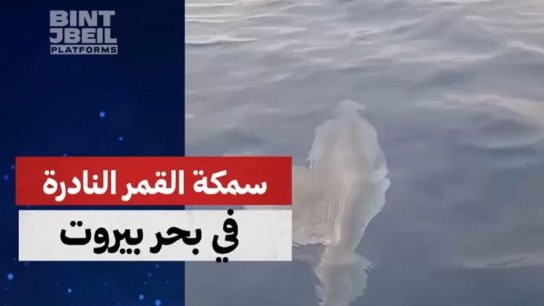 سمكة القمر النادرة تظهر قبالة بيروت… والكابتن عمر مرشو يوثّق اللحظة ويشارك التفاصيل مع موقع بنت جبيل
