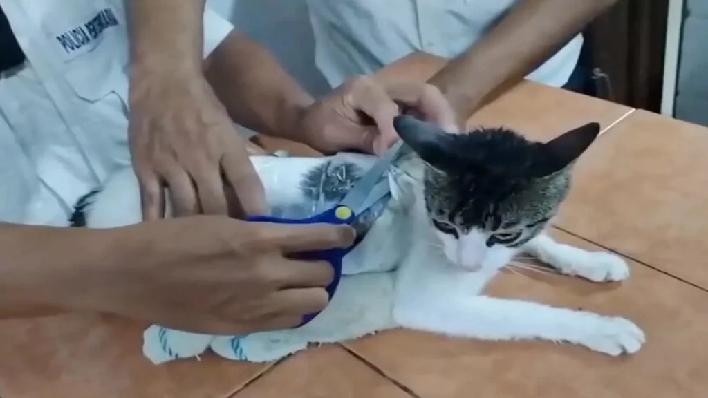 بالجرم المشهود.. "اعتقال" قطة "بتهمة" تهريب مخدرات إلى سجن في كوستاريكا!