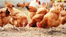اطمئنوا.. لا صحة لإصابة الدواجن بمرض معدٍ: الإنتاج اللبناني من الأفضل عالمياً!