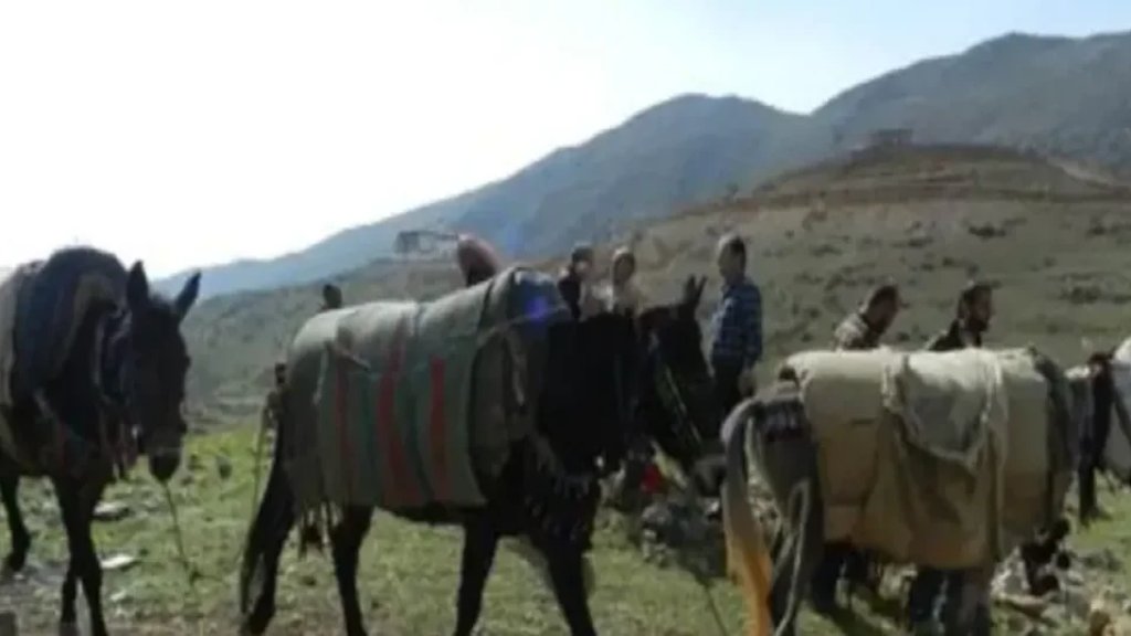 تهريب دخان ومعسل على ظهر البغال!