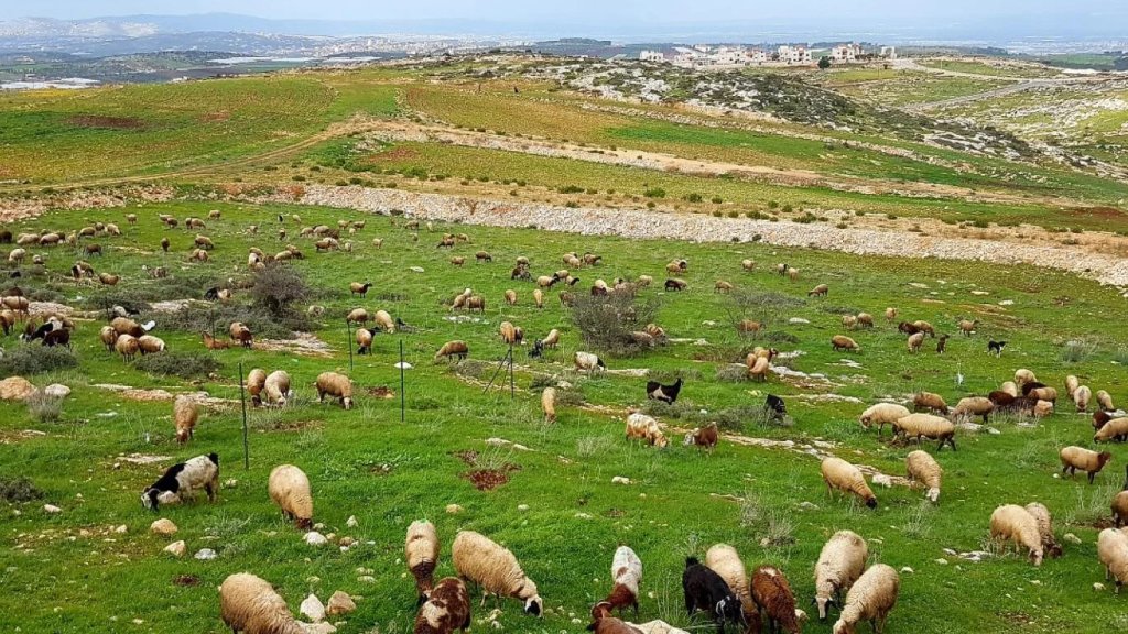 في بعلبك... جريح بسبب خلاف على رعي الأغنام!