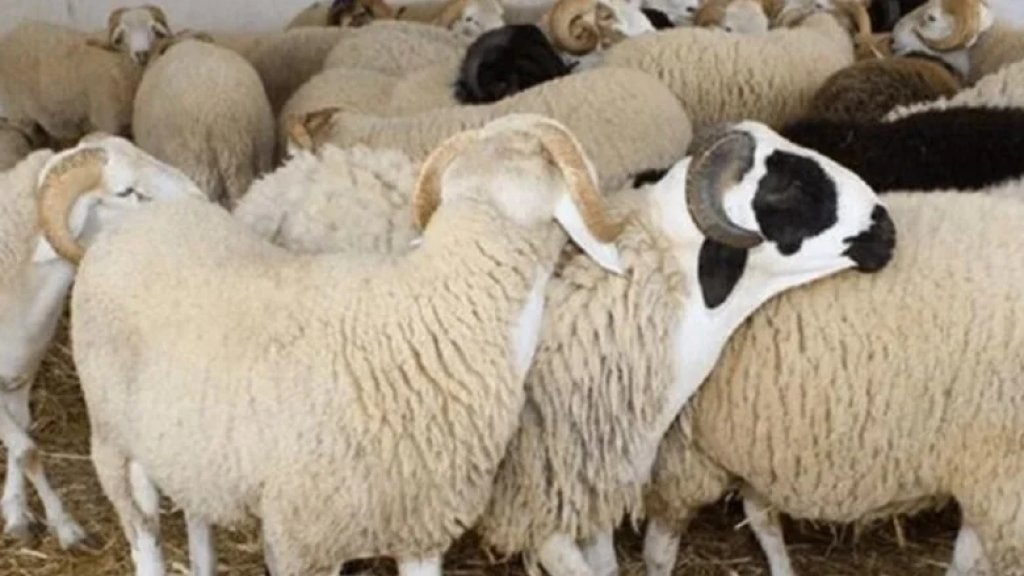 الأضحى بلا أضاحي!