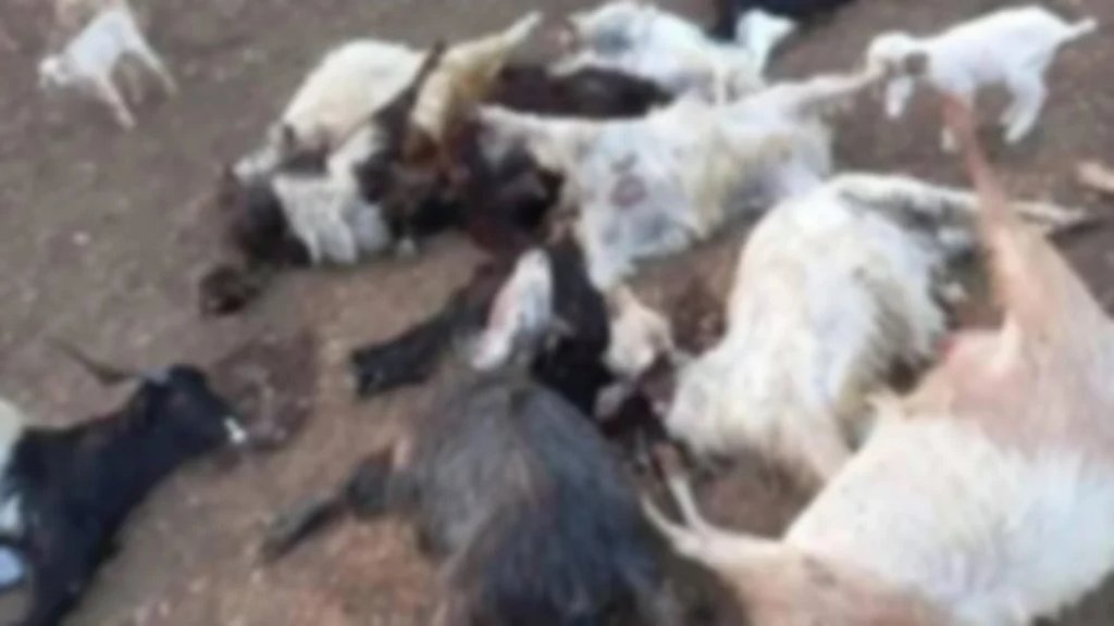 كارثة زراعية.. نفوق أكثر من 300 رأس ماعز في بلدة عين الذهب والتحقيقات جارية!