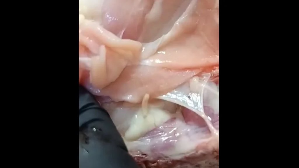 إغلاق محل بيع دجاج في بلدة معركة بسبب مخالفات صحية.. وتلف 70 كيلو دجاج فاسد!