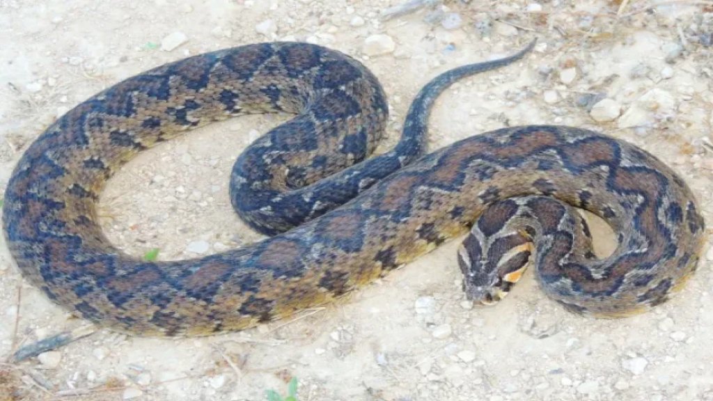 وزارة الصحة عن لدغات الافاعي: الامصال المضادة متوافرة ونحو 70% من أنواع الأفاعي في لبنان غير سامة