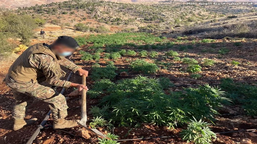 إتلاف 7 دونمات &quot;حشيشة&quot; في بلدة الزرازير 