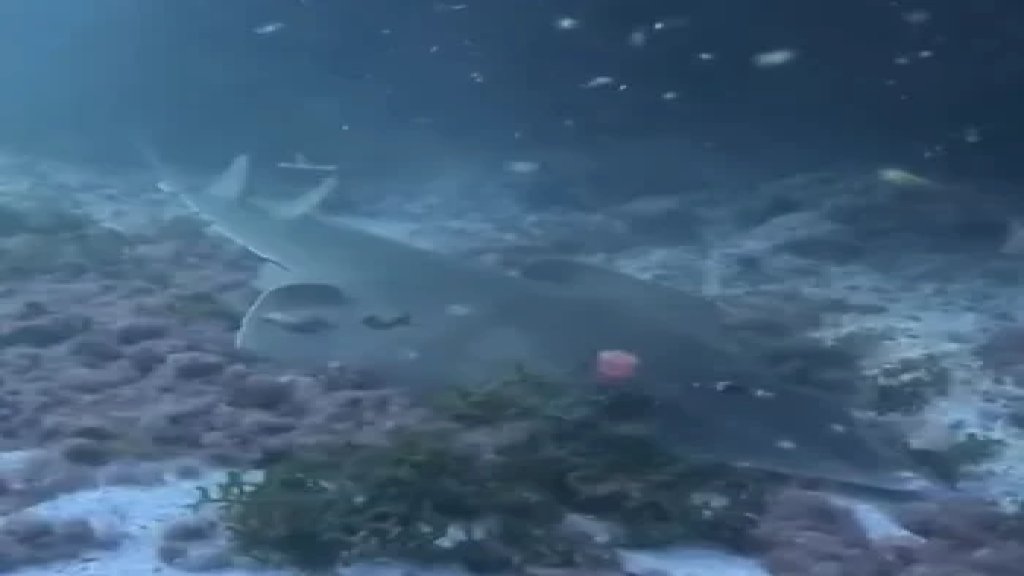 بالفيديو/ حدث نادر...رصد سمكة &quot;القيثارة القرشية&quot; (Guitar Shark) المهددة بالانقراض في حديقة صيدون المائية!