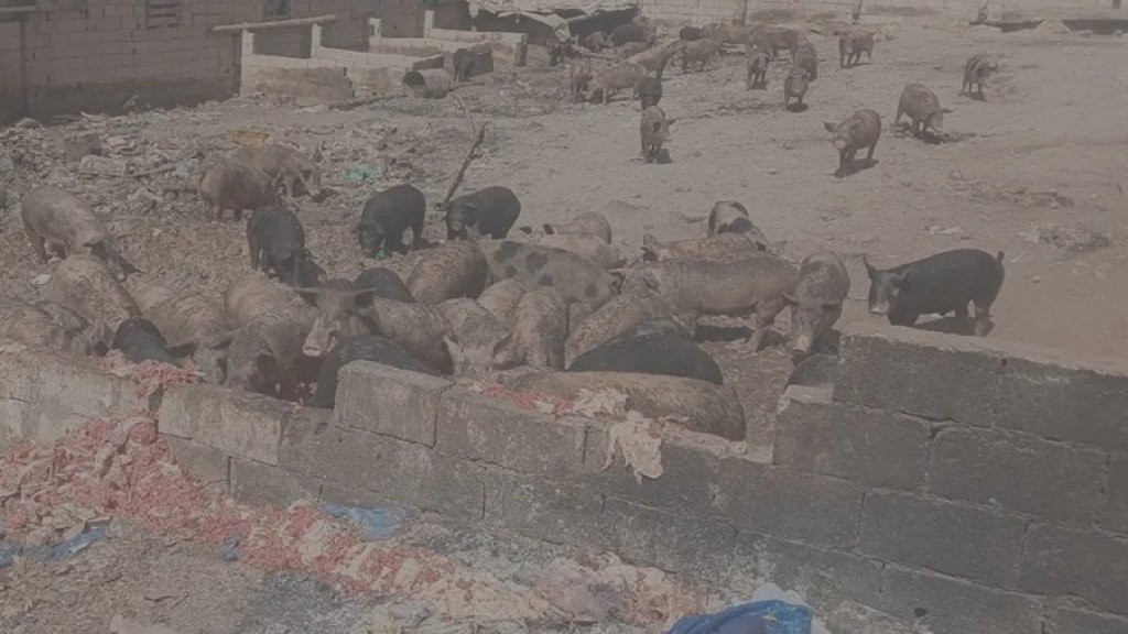 جرائم صحية بحق المواطنين.. مداهمة مسلخ في بلدة تربل البقاعيّة وضبط كميّة من لحوم وبقايا دجاج فاسدة وتوقيف متورطين لبنانيين وسوريين!