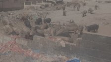 جرائم صحية بحق المواطنين.. مداهمة مسلخ في بلدة تربل البقاعيّة وضبط كميّة من لحوم وبقايا دجاج فاسدة وتوقيف متورطين لبنانيين وسوريين!