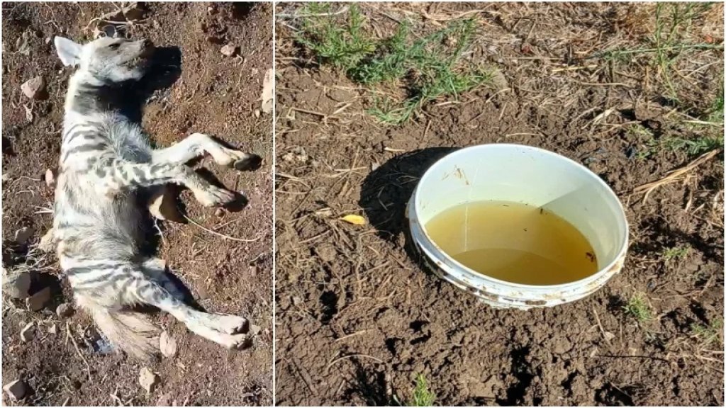 في سهل المجيدية.. مزارع يضع "اللانيت" في أواني مياه ليسمم الحيوانات! -