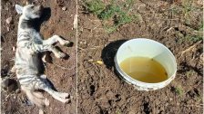 في سهل المجيدية.. مزارع يضع "اللانيت" في أواني مياه ليسمم الحيوانات! -