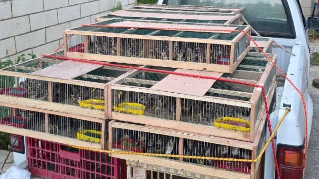 الجيش اللبناني يصادر مجموعة من طيور الحسون كانت معدّة للتهريب إلى داخل الأراضي اللبنانية