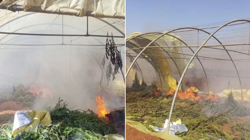 بالصور/ الجيش اللبناني يتلف مساحة مزروعة بـ"الحشيشة" في حوش تل صفية وإيعات