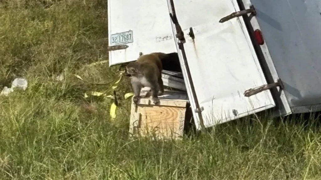  ذعر في ولاية مسيسيبي الأميركية: فرار قرود مختبرات من شاحنة مقلوبة