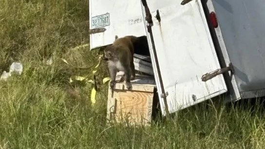  ذعر في ولاية مسيسيبي الأميركية: فرار قرود مختبرات من شاحنة مقلوبة