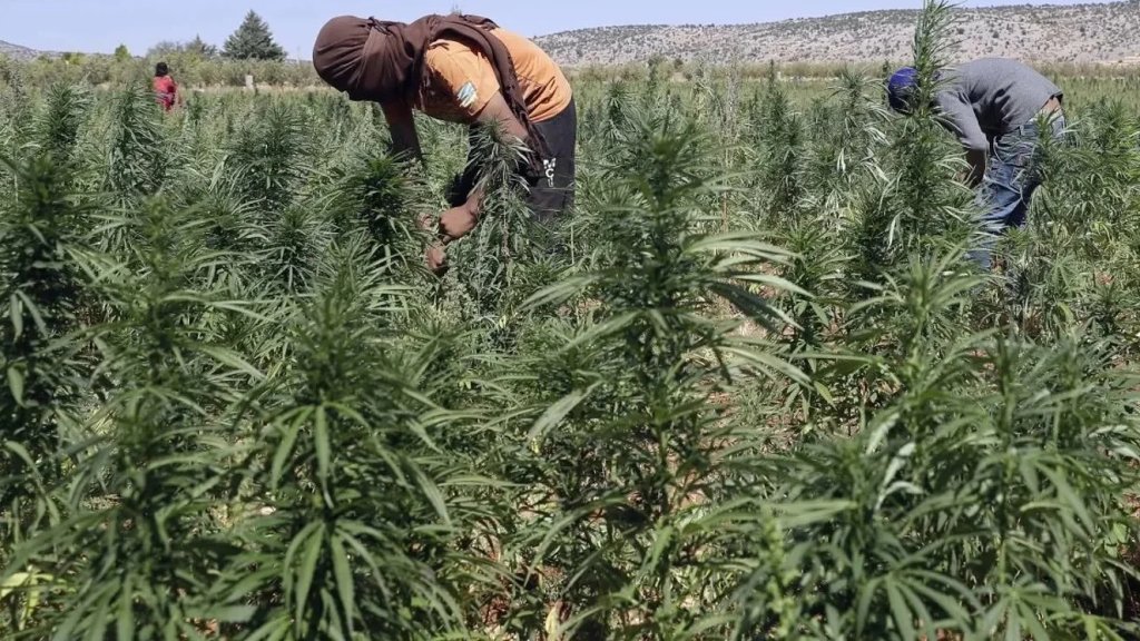 وزير الزراعة كاد يورِّط زملاءه الوزراء بجرم التدخل في &laquo;تجرَة مخدرات&raquo;! (الأخبار)