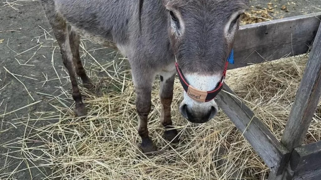لصوص الحمير.. إسرائيل تسرق &laquo;حمير غزة&raquo; وتنقلها لألمانيا لمنحها فرصة جديدة للحياة!