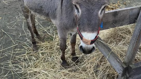 لصوص الحمير.. إسرائيل تسرق «حمير غزة» وتنقلها لألمانيا لمنحها فرصة جديدة للحياة!