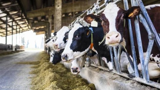 نقيب الاطباء البيطريين يدعو لإعلان حالة الطوارىء الطبية في ظل انتشار وباء الحمى القلاعية الخطير