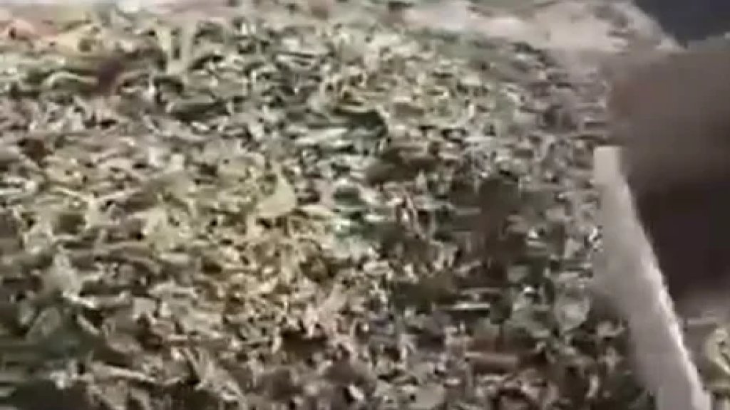 لمحبي الملوخية.. الجمارك تضبط مستودعاً في منطقة الغازية يحتوي على نحو 27 طناً من الملوخية اليابسة منتهية الصلاحية!