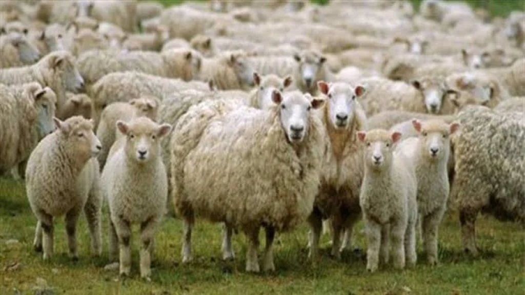 راعٍ ومئات المواشي محاصرون تحت النيران في بنت جبيل