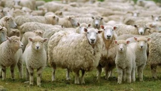 راعٍ ومئات المواشي محاصرون تحت النيران في بنت جبيل